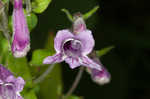 Small's beardtongue